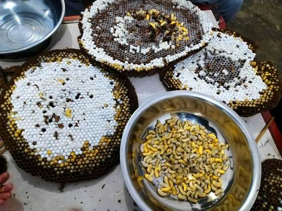 蜜蜂仔有什么用？这些用途你可能不知道！