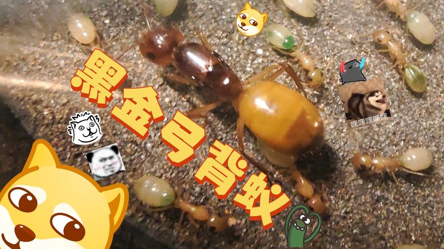 蚁后资源哪种适合新手？推荐这几种好养活易上手！