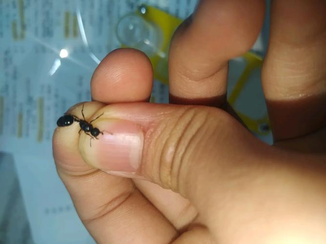 蚁后资源哪种适合新手?推荐这几种好养活易上手!