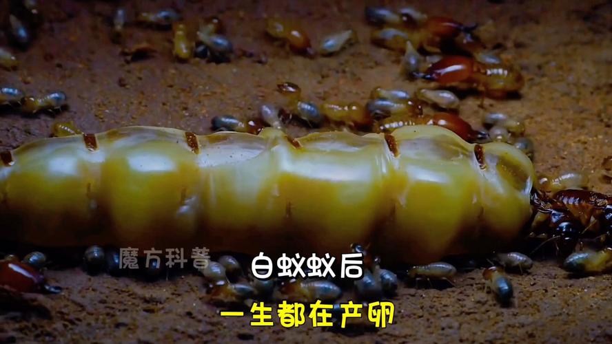 蚁后资源哪种适合新手?推荐这几种好养活易上手!