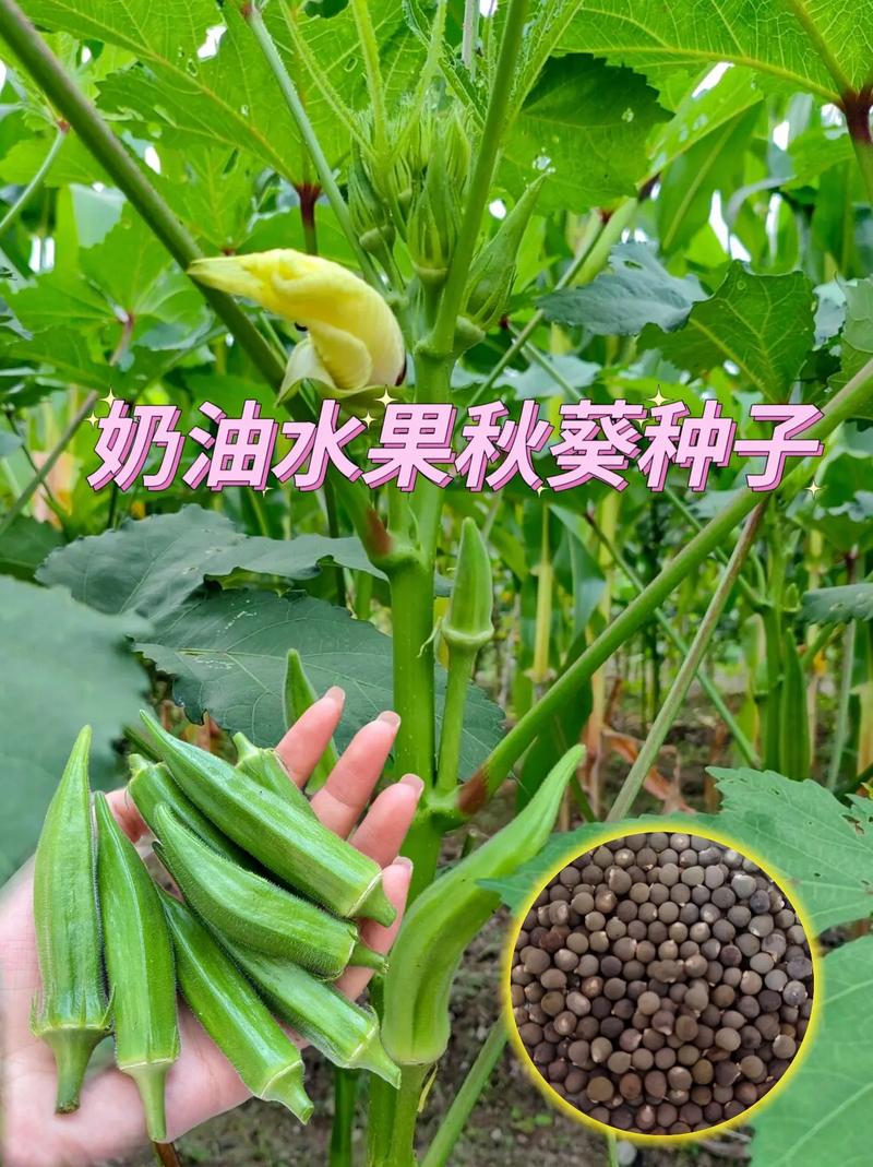 秋葵草莓丝瓜黄瓜榴莲绿巨人，这些网红食物你都吃过吗？