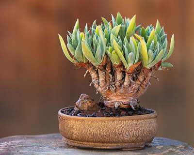 空山菜摘芽怎么获得高分？高手玩家经验分享！