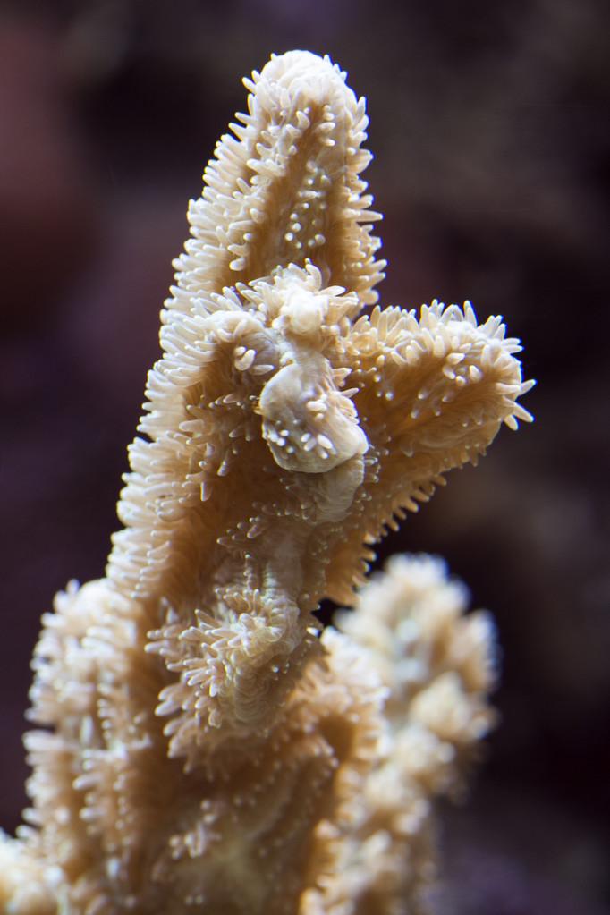 珊瑚虫版还好用吗？这个版本有什么特别之处？