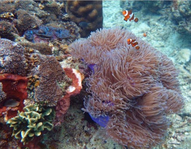 珊瑚版qq是什么?和官方版本区别大揭秘!