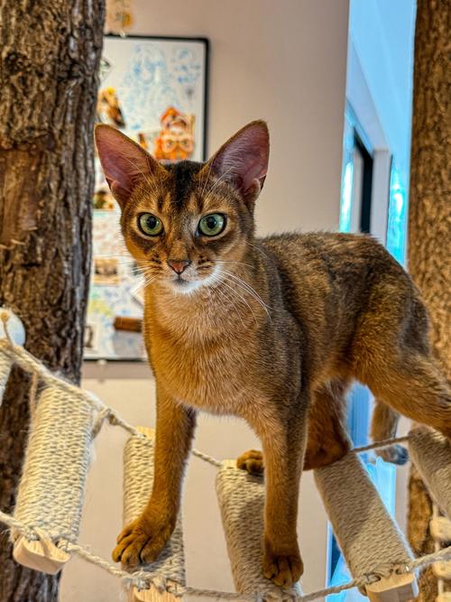 猫天使为啥这么火?这些原因你可能想不到!