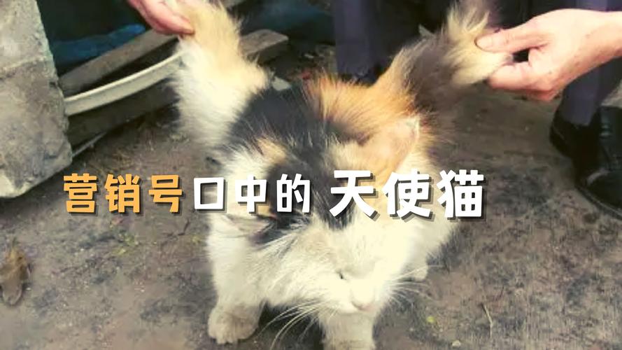 猫天使为啥这么火？这些原因你可能想不到！