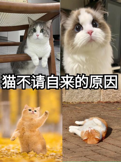 猫天使为啥这么火?这些原因你可能想不到!