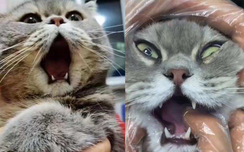 猫咪打哈欠下巴脱臼？这些紧急处理方法要知道！