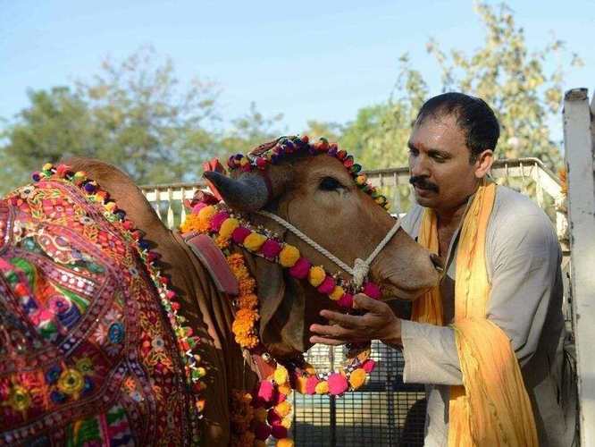 牛郎的牛是什么牛