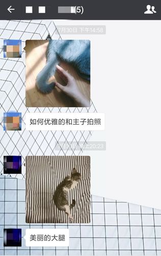 猫咪app官网是哪个？最新版本这里就能下载！