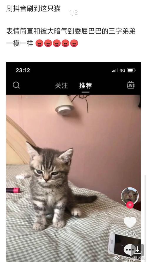 猫咪app官网是哪个?最新版本这里就能下载!