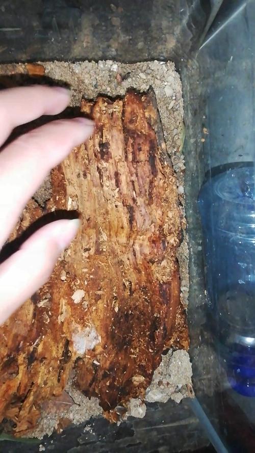 犀牛甲虫蛴螬怎么养?新手也能轻松上手的教程!