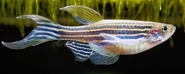 熊猫宝宝冻成一团了怎么办？快看这里有妙招！