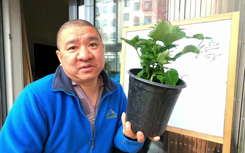 水仙如果还有明天该怎么救？园艺老手教你这么做！