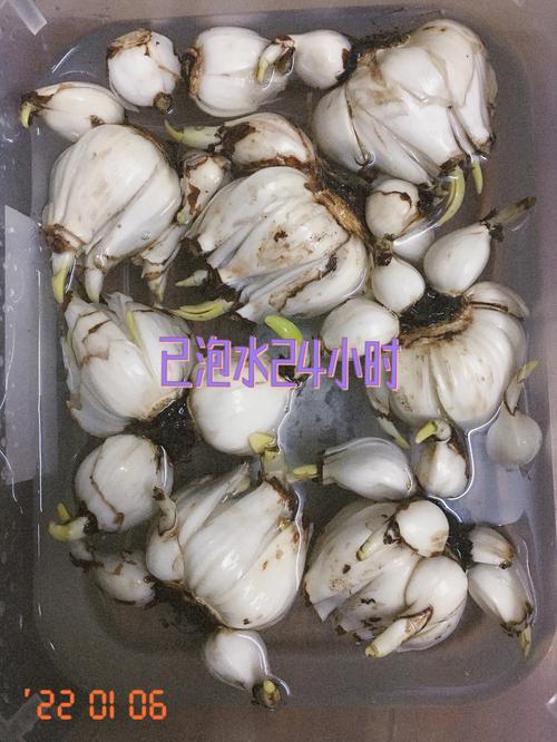 水仙如果还有明天该怎么救？园艺老手教你这么做！