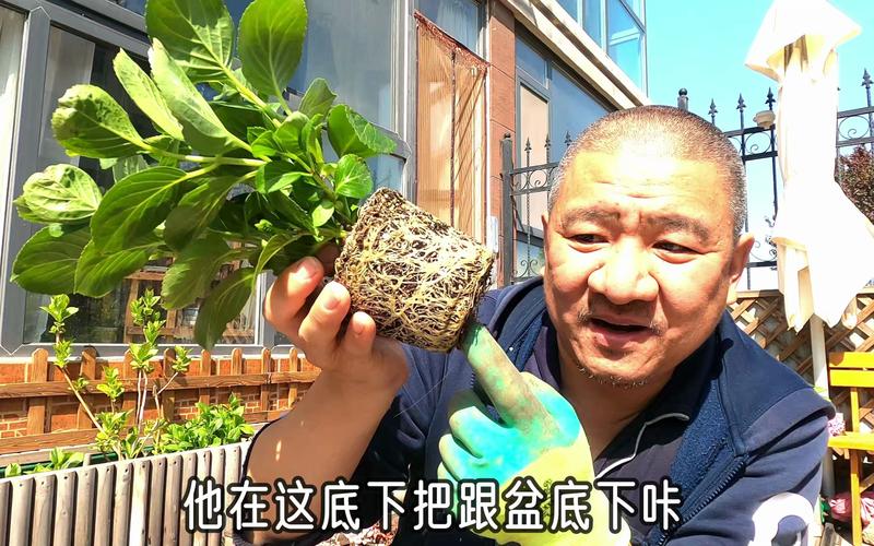 水仙如果还有明天该怎么救？园艺老手教你这么做！