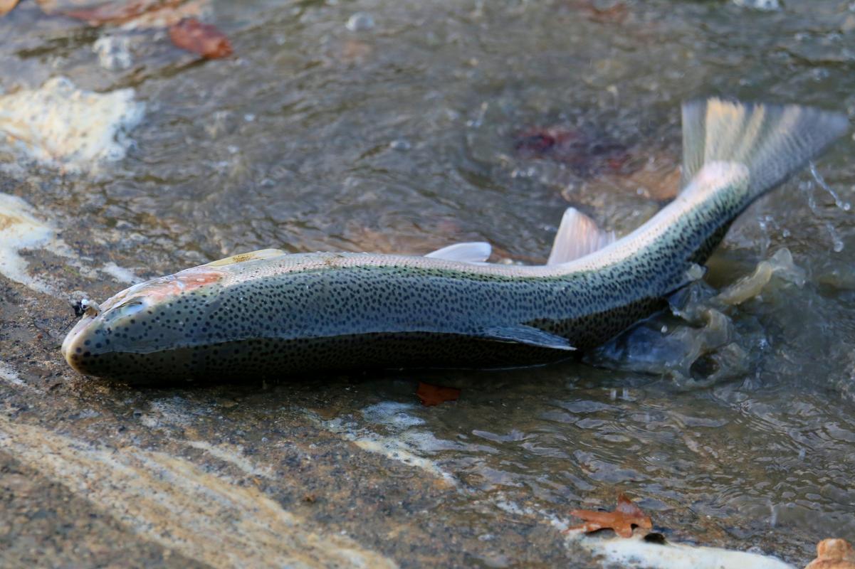 海底小黑是什么鱼？了解这种神秘的海洋生物！