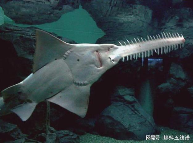 海底小黑是什么鱼？了解这种神秘的海洋生物！