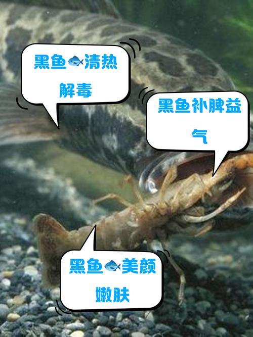 海底小黑是什么鱼？了解这种神秘的海洋生物！