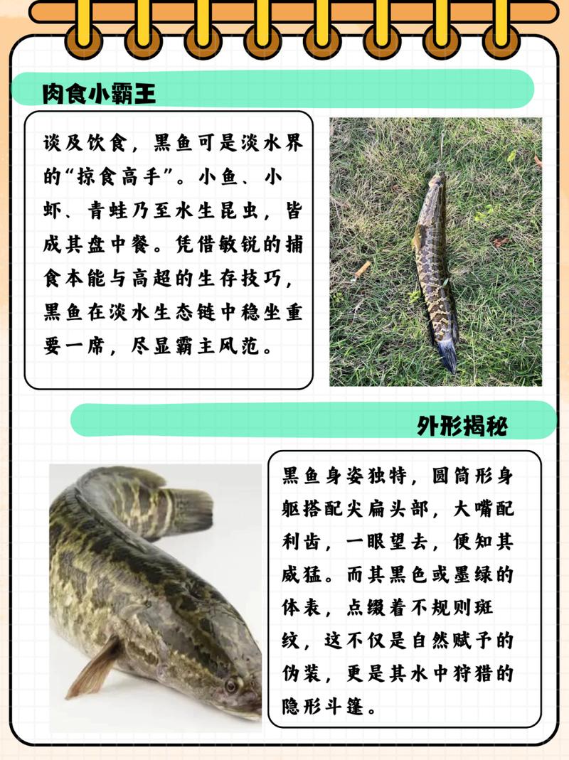 海底小黑是什么鱼？了解这种神秘的海洋生物！