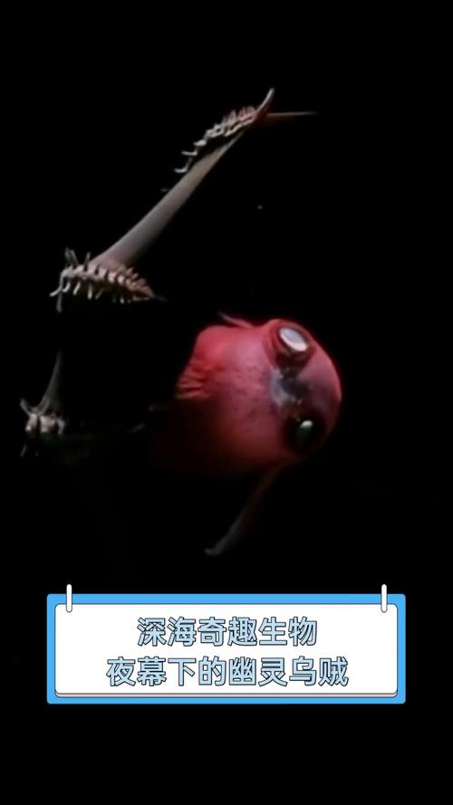 海底小黑是什么鱼？了解这种神秘的海洋生物！