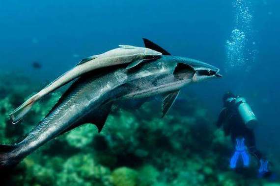 海底小黑是什么鱼？了解这种神秘的海洋生物！