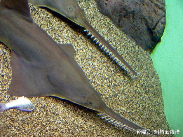 海底小黑是什么鱼？了解这种神秘的海洋生物！