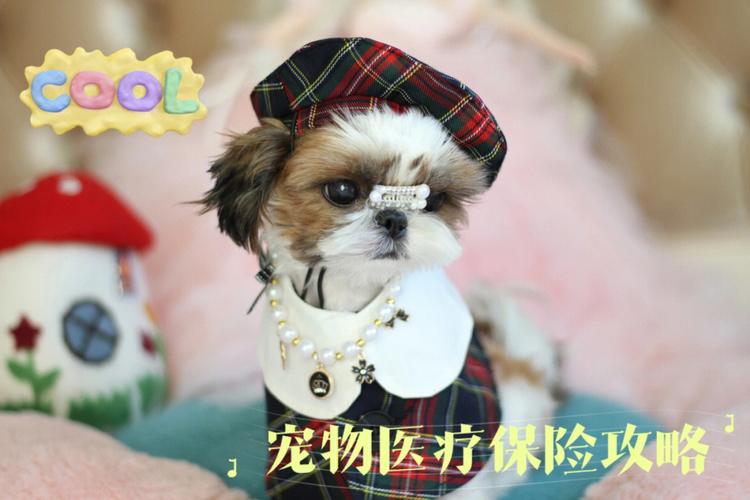 永恒之塔宠物怎么选？新手必看宠物选择攻略！