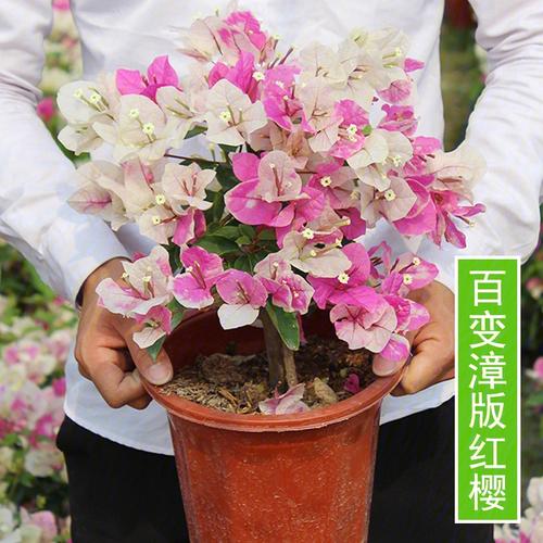 埃门谷花苗哪里买？这些地方让你挑到眼花！