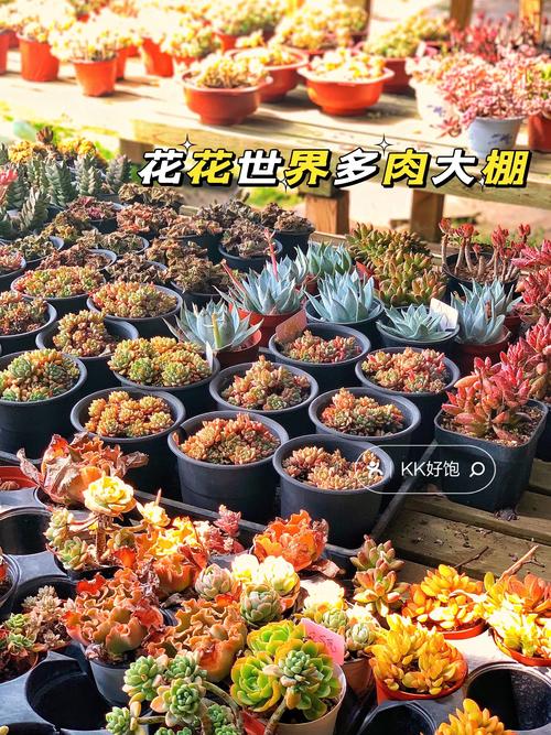 埃门谷花苗哪里买？这些地方让你挑到眼花！