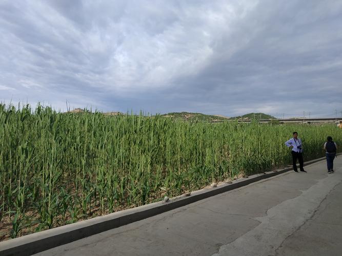 桃园生活技能怎么赚钱？这些方法让你盆满钵满！