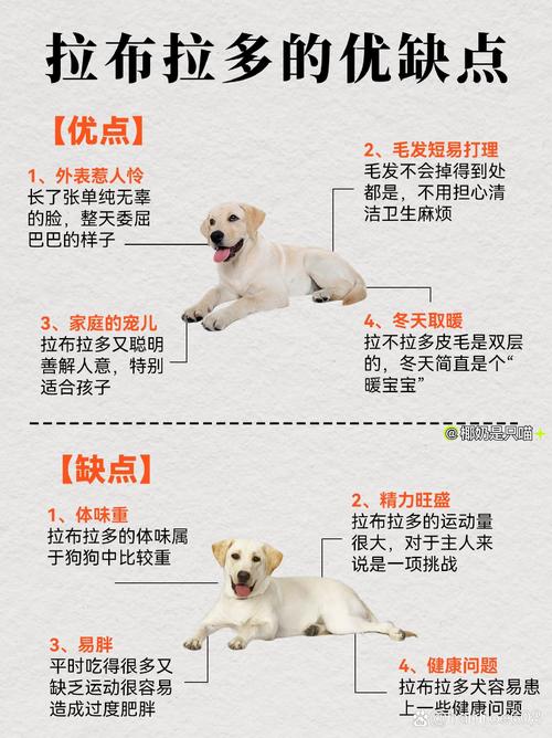 易拉狗使用教程,简单几步轻松上手!