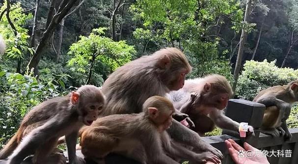 刷猴子有什么用？为什么大家都喜欢用刷猴子？