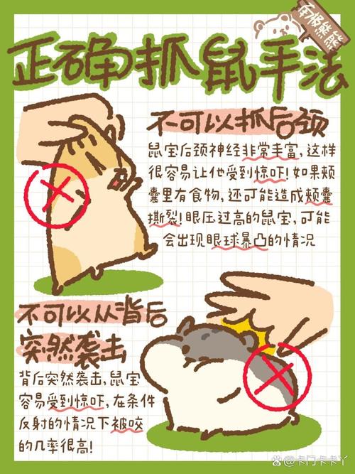 家里发现pis老鼠怎么办？几个步骤教你快速解决！