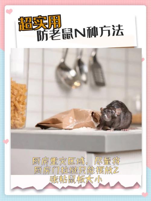 家里发现pis老鼠怎么办？几个步骤教你快速解决！
