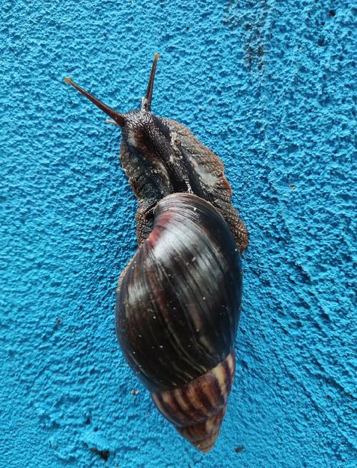 旅行青蛙蜗牛是稀有动物吗?获取难度分析!