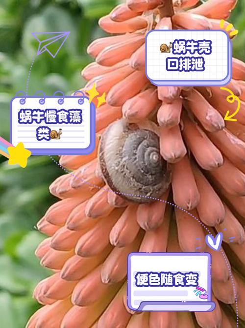 旅行青蛙蜗牛是稀有动物吗?获取难度分析!