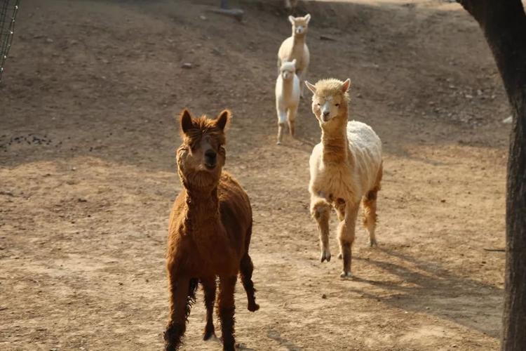战斧龙好养吗？新手饲养前必须知道的那些事！