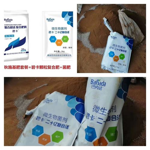 战斧龙好养吗？新手饲养前必须知道的那些事！