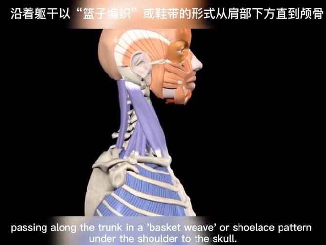 skull-1怎么用效果最好？高手分享实用小技巧！