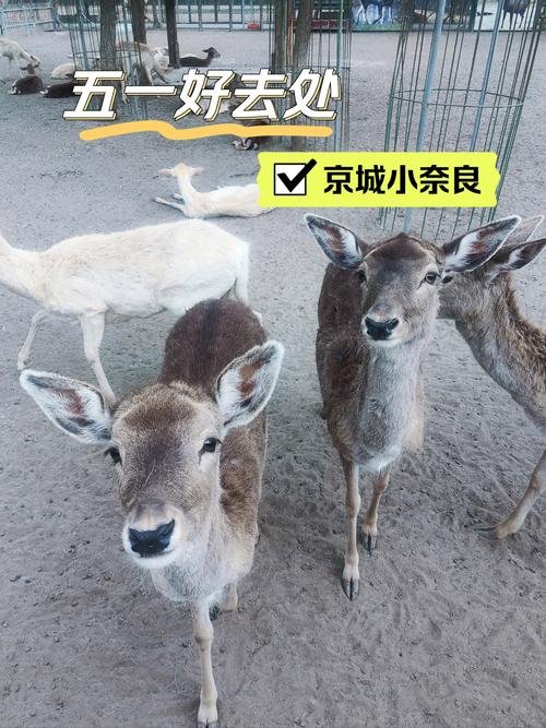 搜索:你是森林的小鹿会不会遇到麋鹿?这篇文章有惊喜!