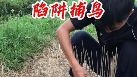 捕鹤陷阱怎么才能更坚固？捕鹤达人经验分享！