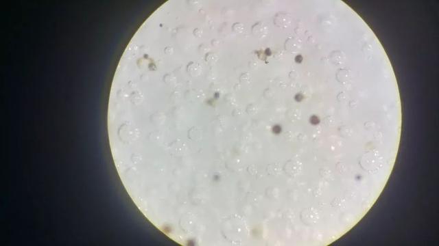 放大镜什么东西不能放？这几个小东西还真放不大！