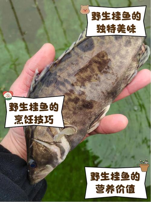 折耳鱼多少钱一斤？哪里能买到正宗的？