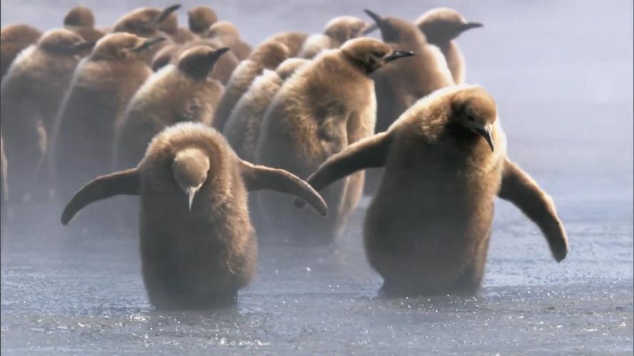 企鹅大行动是真的吗？看完你就明白了！