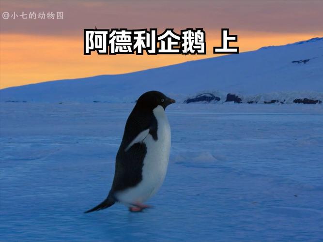 企鹅大行动是真的吗?看完你就明白了!