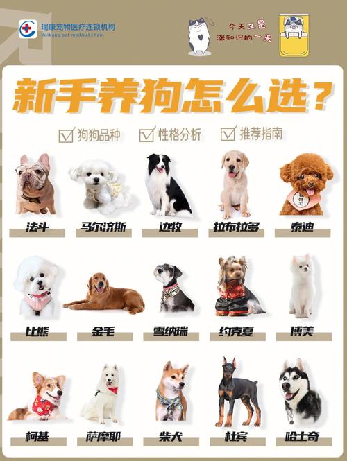 收狗拼音怎么写？新手也能快速掌握的秘诀！