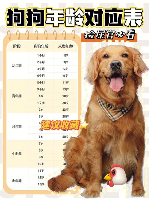 收狗拼音怎么写?新手也能快速掌握的秘诀!