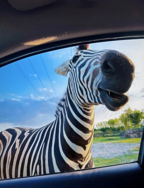 斑马独自睡觉会害怕吗？看完你就明白了！