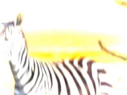 斑马独自睡觉会害怕吗?看完你就明白了!